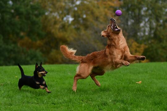 Hunder som leker norsk kennel klub