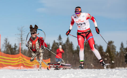 Vilma Halsenstand Stovner gikk til gull med vorstehund i VM sprint 2022. Foto Cilje H. A. Moe