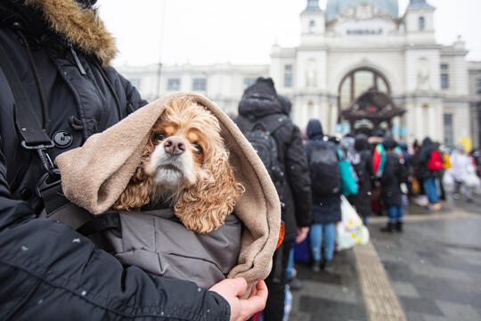 Flytkning Lviv Ukraina bærer hund