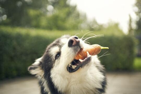 hund spiser gulrot