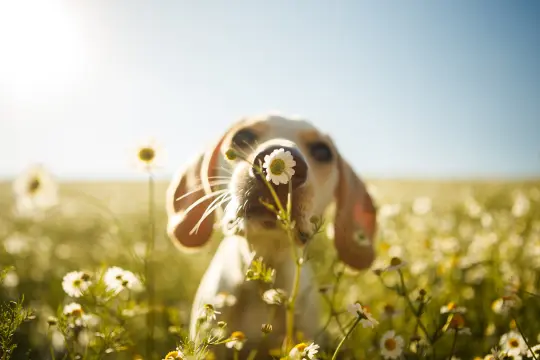Hund lukter på blomst i en blomstereng